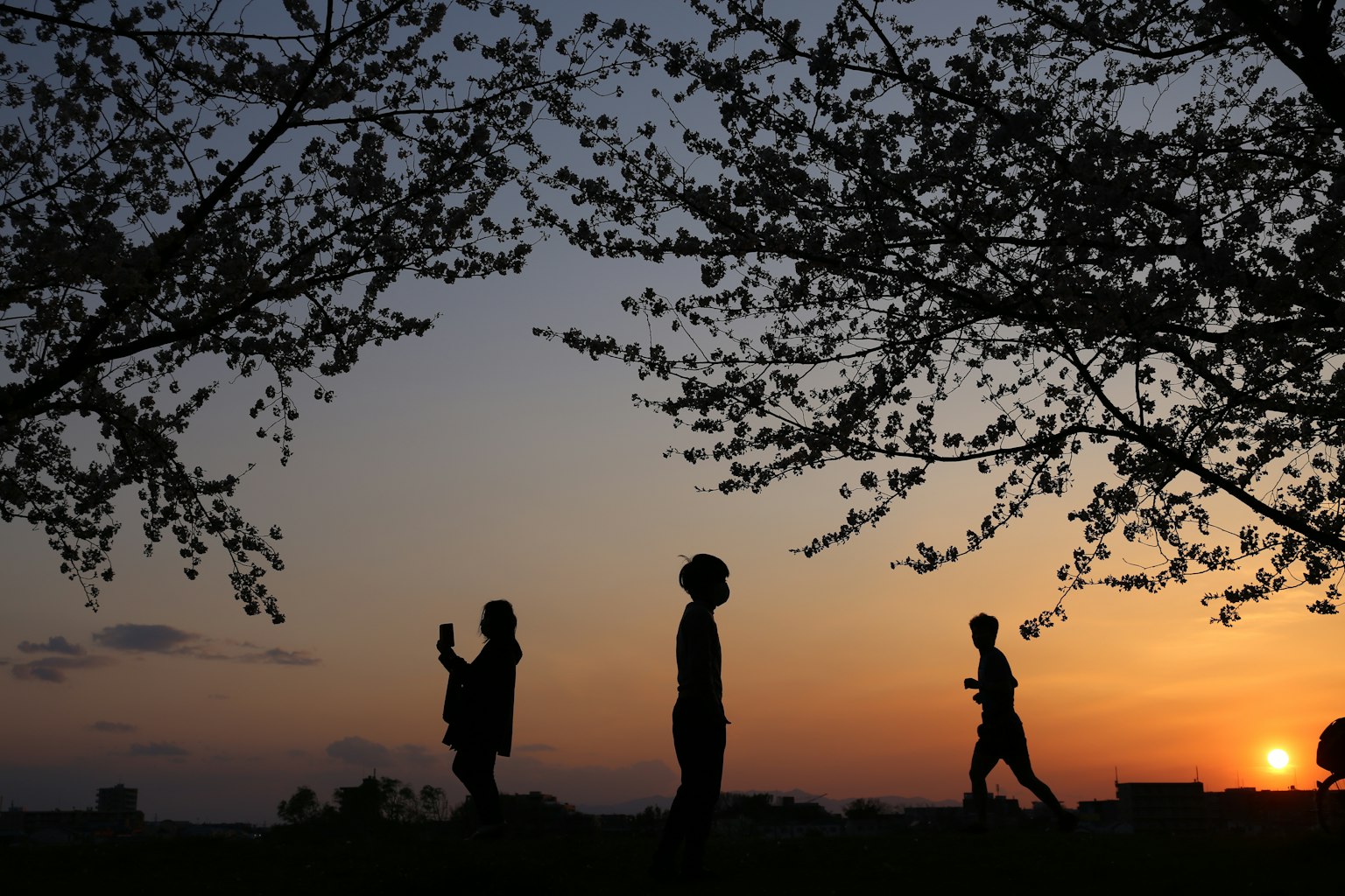 Silhouettes of people walking against a sunset with cherry blossom trees