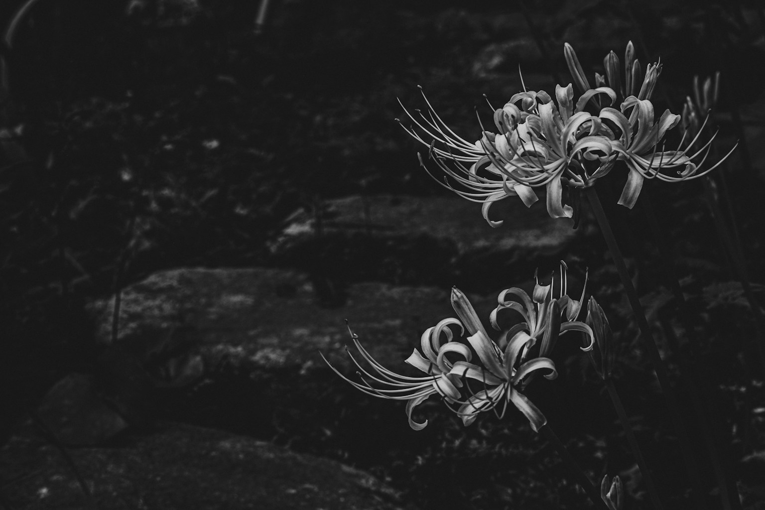 White spider lilies blooming near stone steps