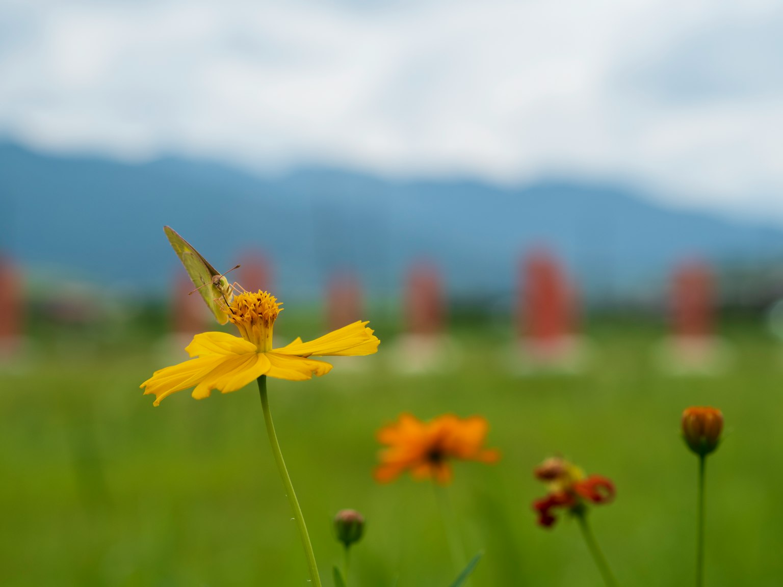 Mariposa posada sobre una flor amarilla con montañas al fondo