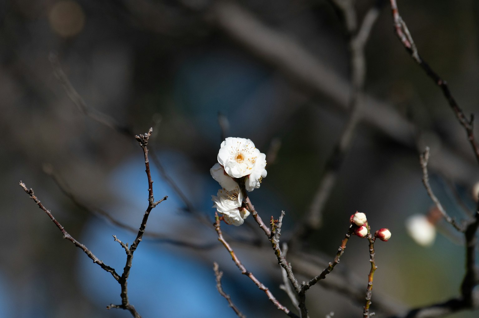 Nahaufnahme eines Zweigs mit weißen Blumen vor blauem Himmel