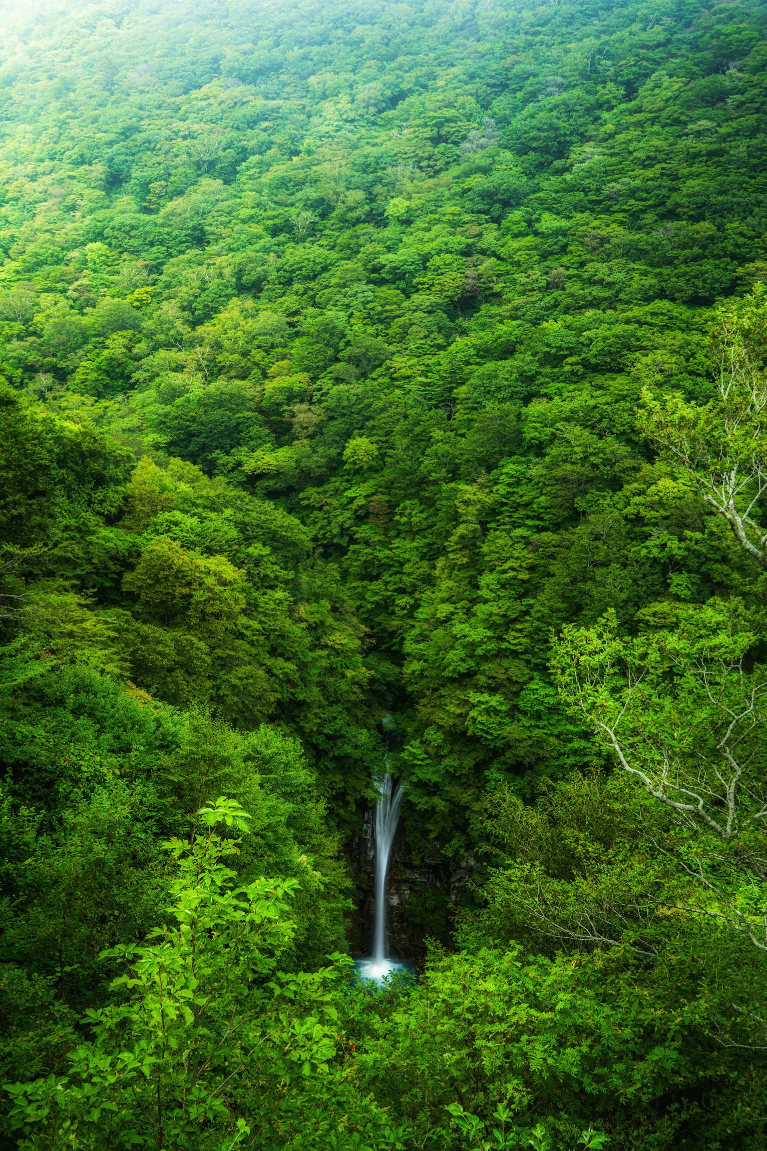 Una cascada que cae a través de un bosque verde