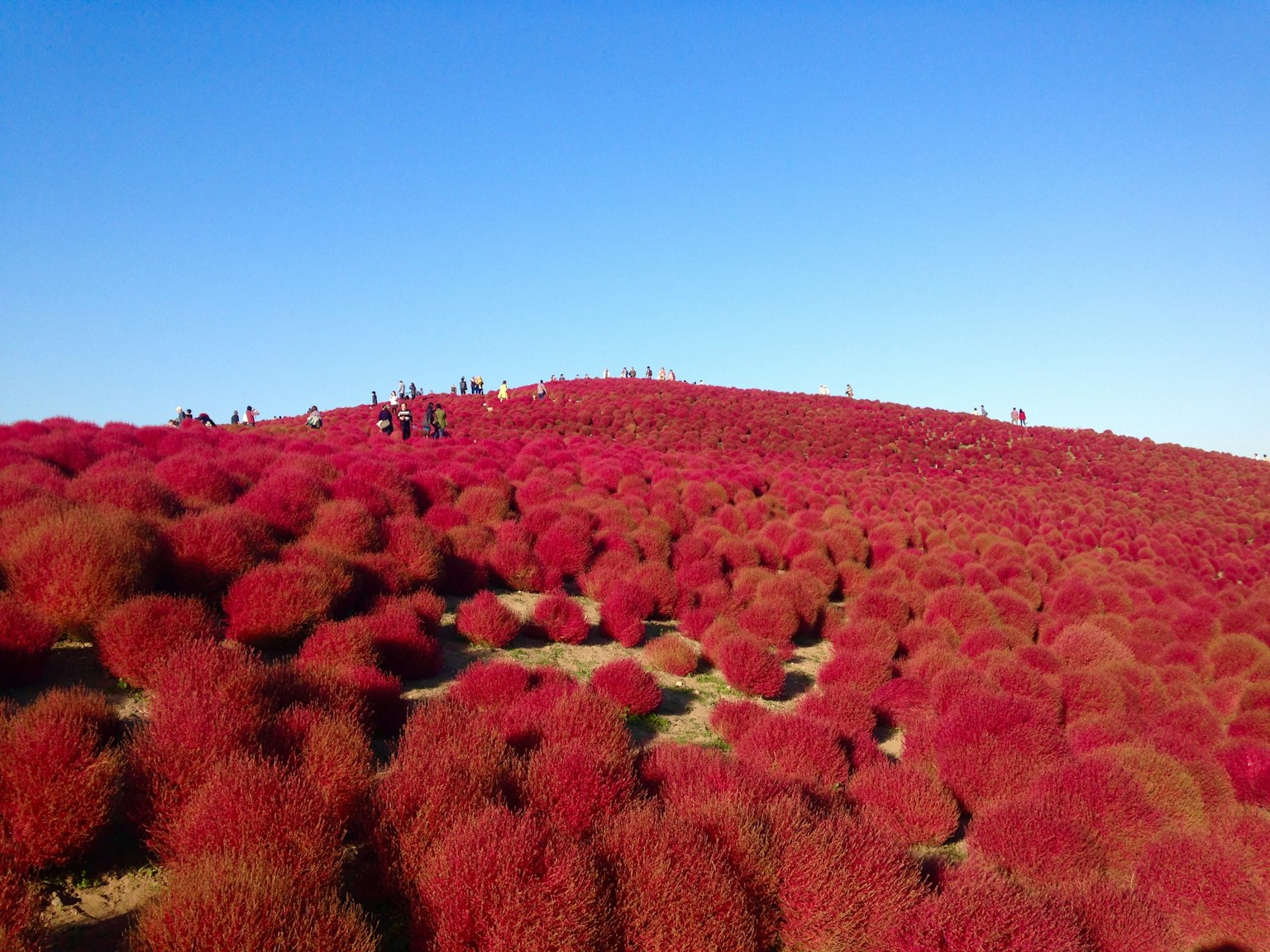 藍天下覆蓋著紅色植物的丘陵風景