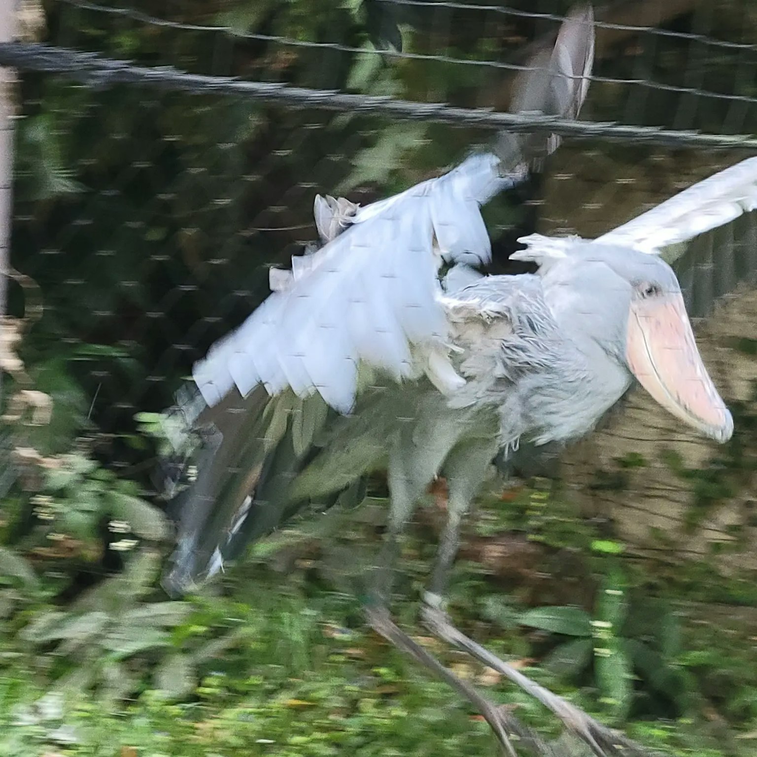 Image of a moving shoebill bird with white feathers and a large bill against a green background