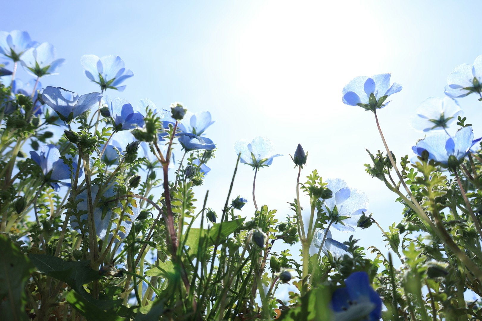 青空の下で咲く青い花と緑の草花