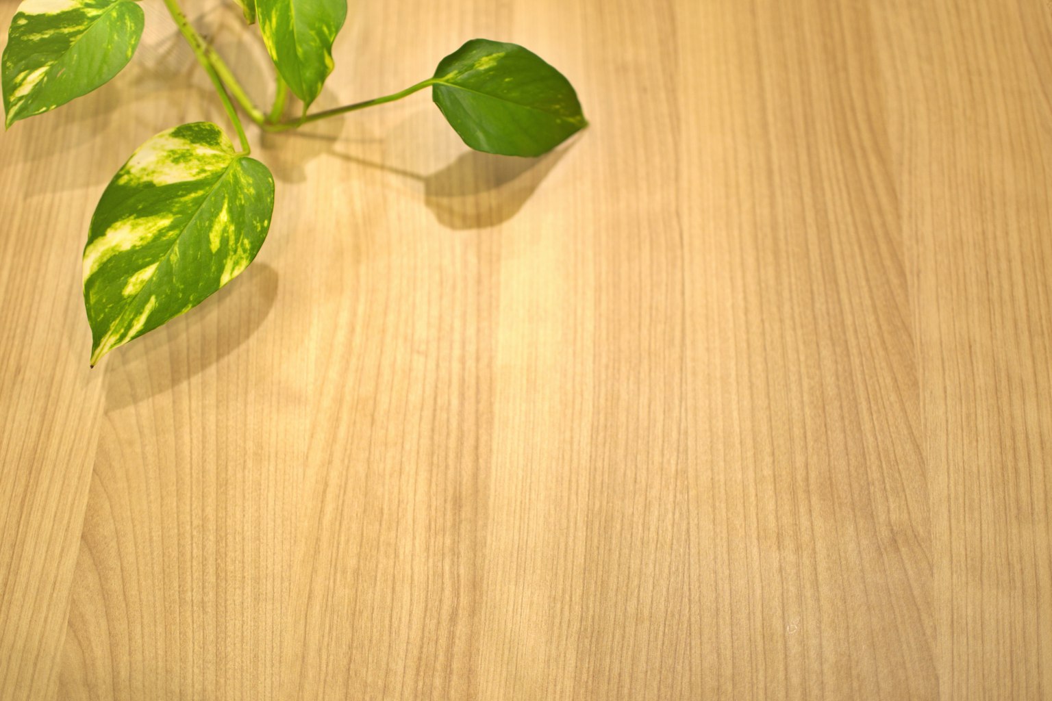 Green leaf plant on a wooden table