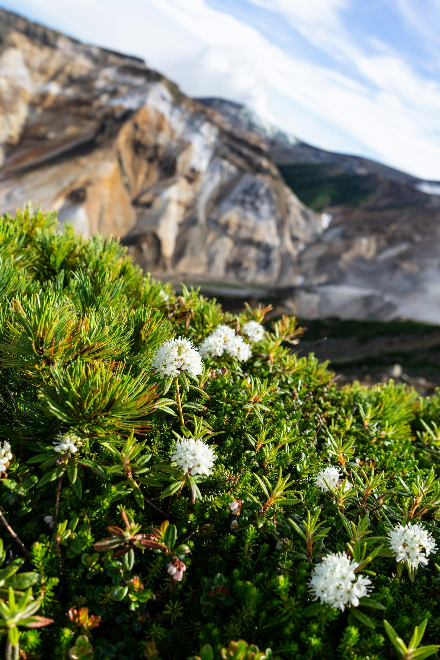 Piante verdi con fiori bianchi davanti a un paesaggio montano