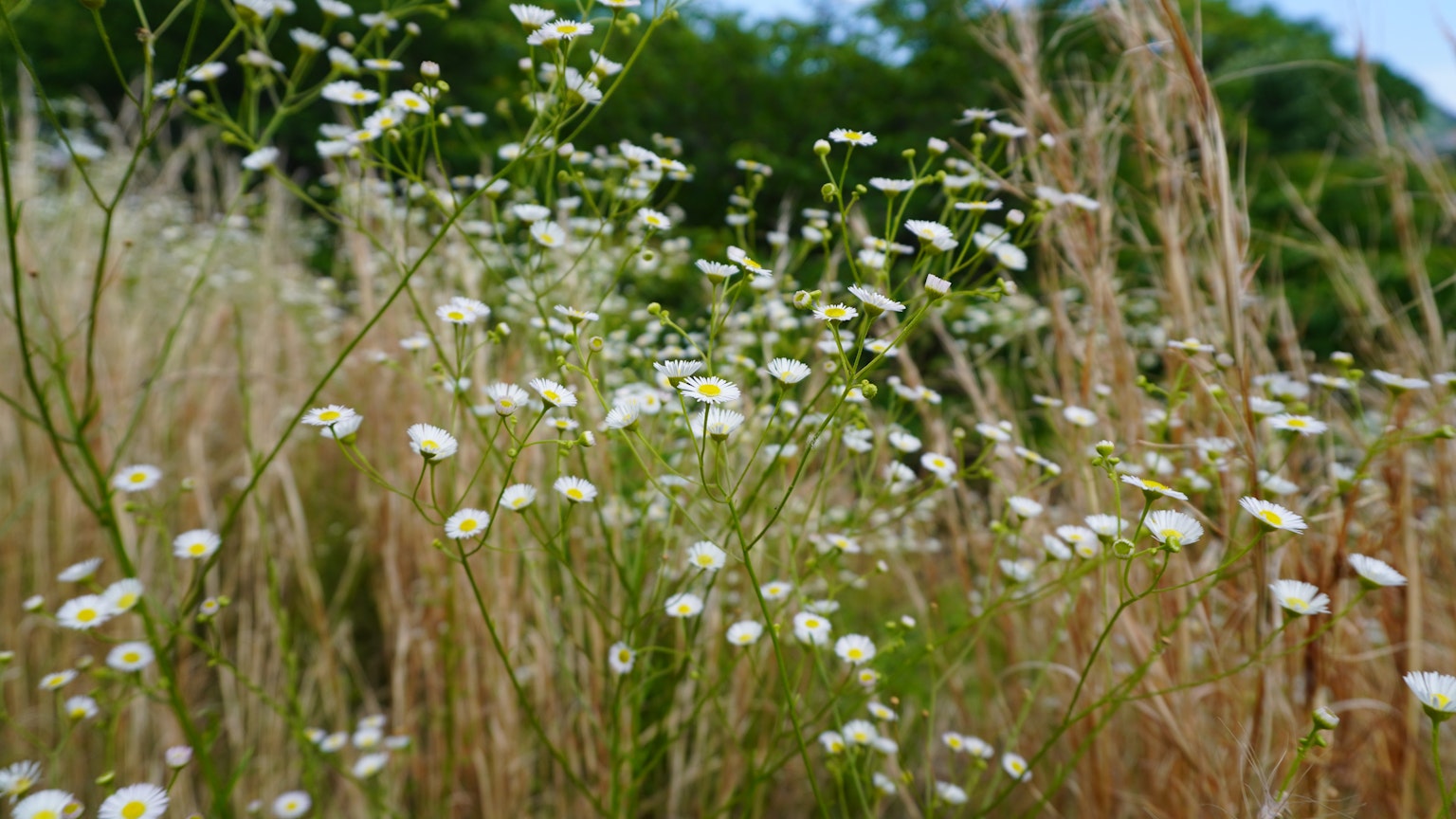 Escena natural con flores blancas y hierba seca
