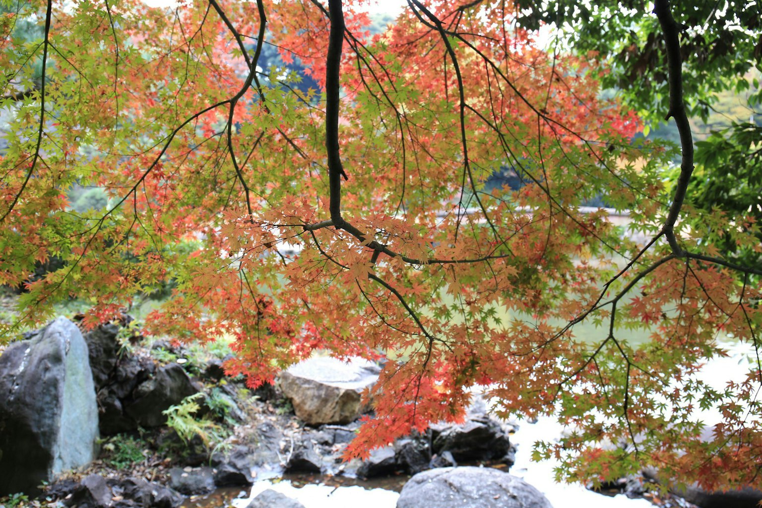 Schöne Szene mit herbstlichem Laub, das sich im Wasser spiegelt