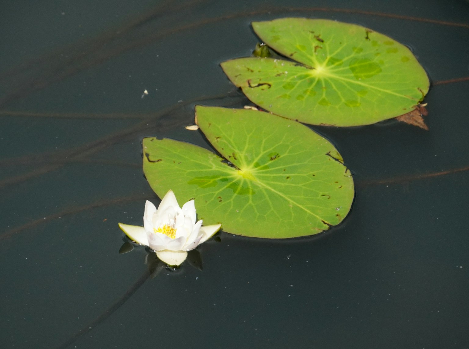 Pemandangan tenang kolam dengan teratai putih dan daun teratai hijau