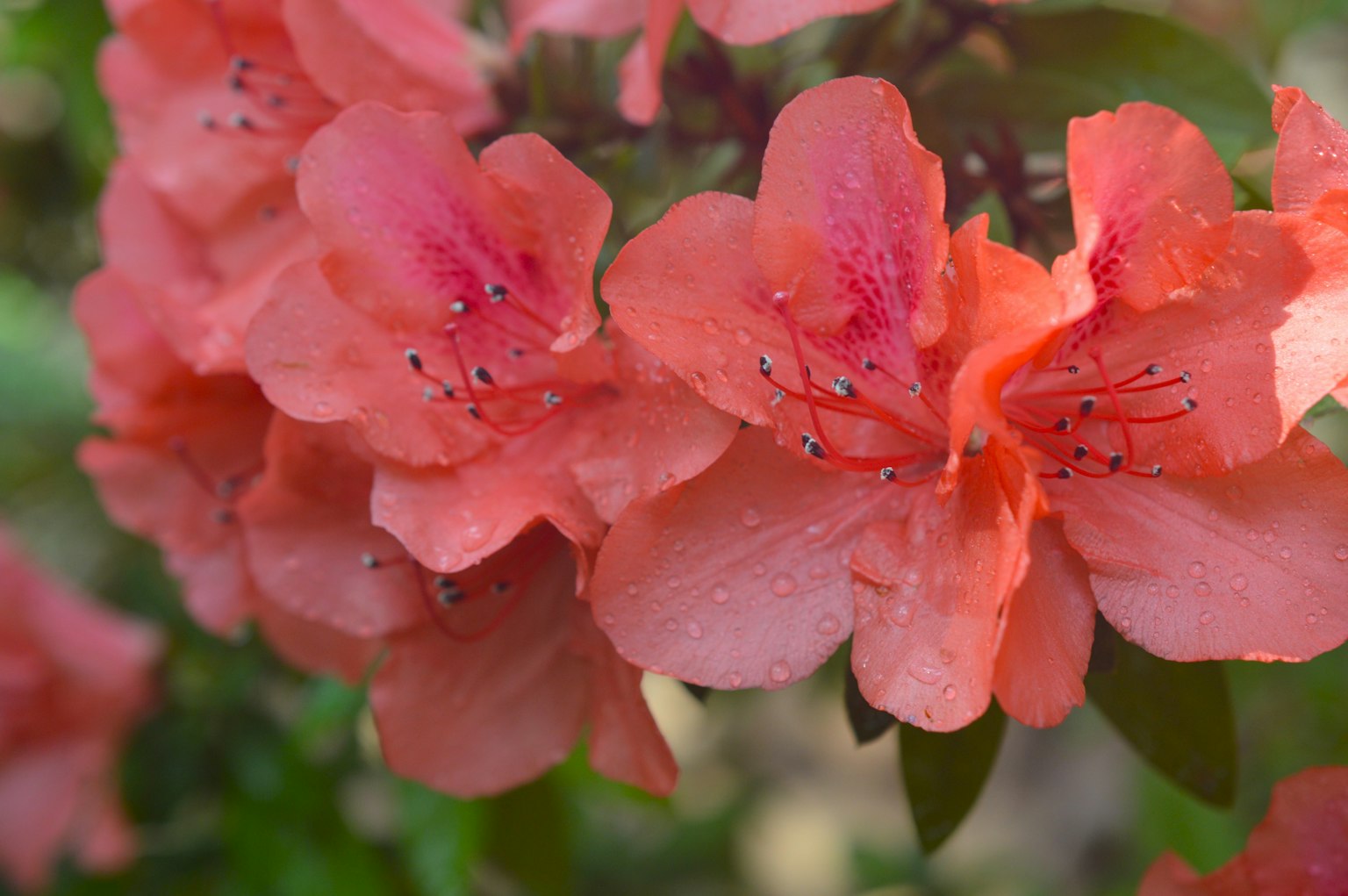Primer plano de flores de azalea rosa vibrante en flor