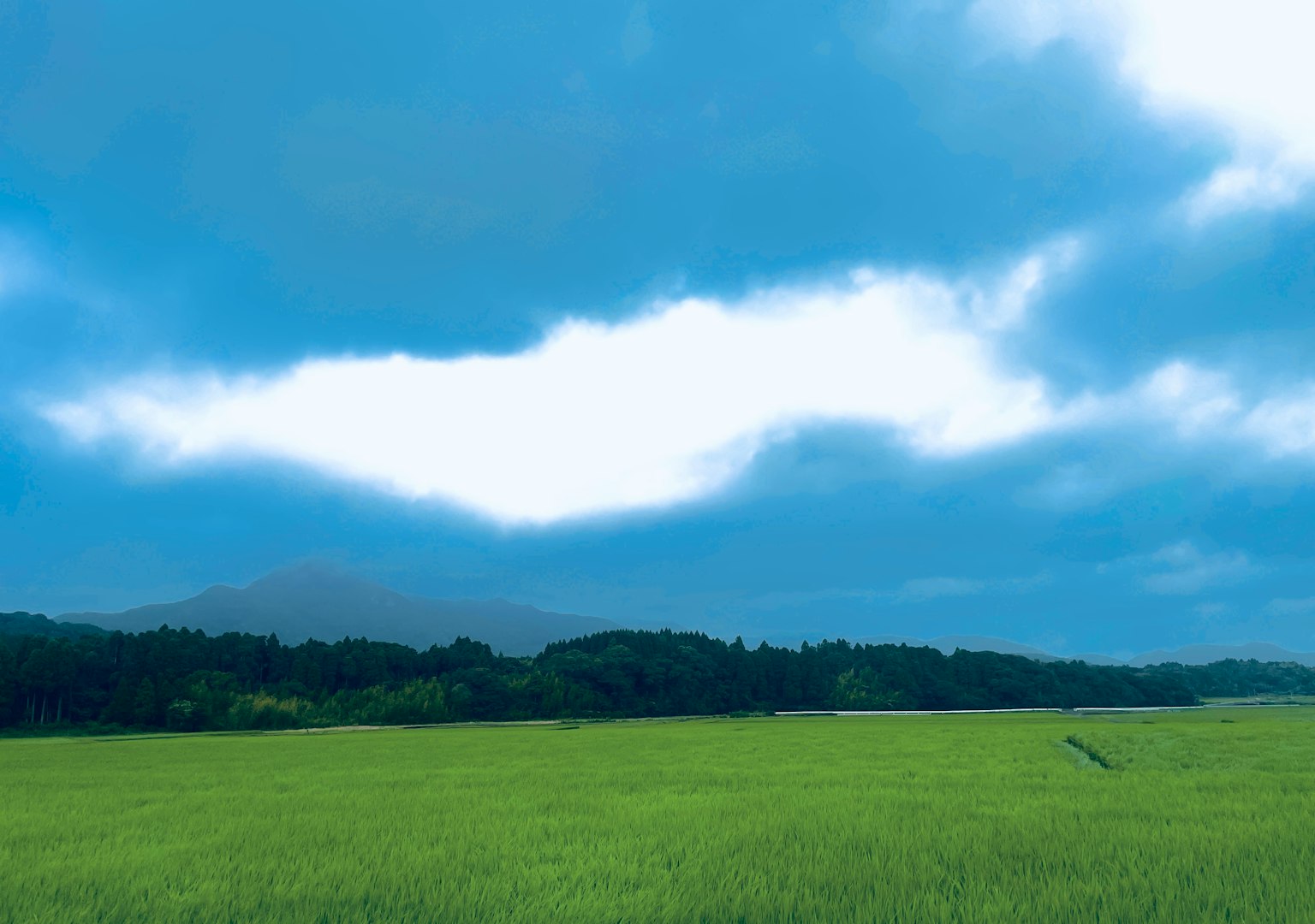Campo di riso verde lussureggiante sotto un cielo blu brillante con nuvole sparse