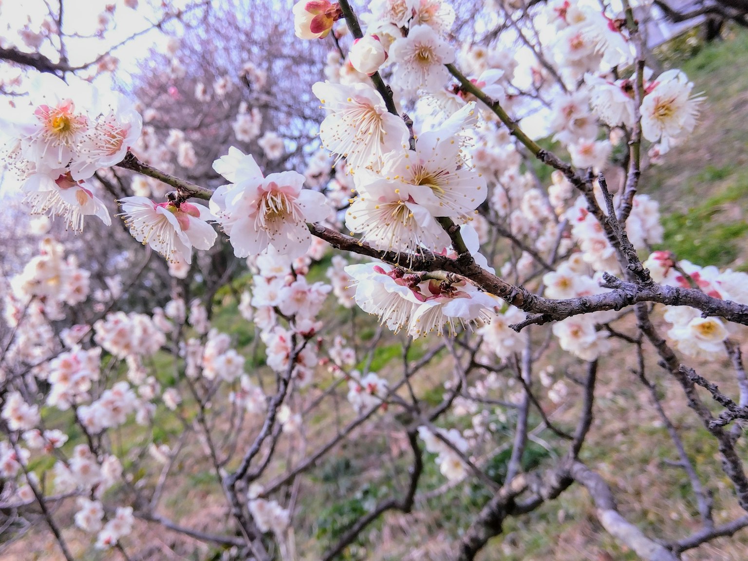 Nahaufnahme von Kirschbaumzweigen mit zarten weißen Blüten