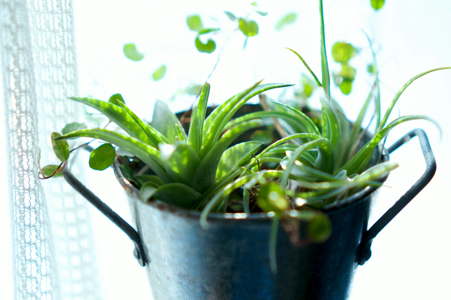 Close-up of green plants in a small metal bucket
