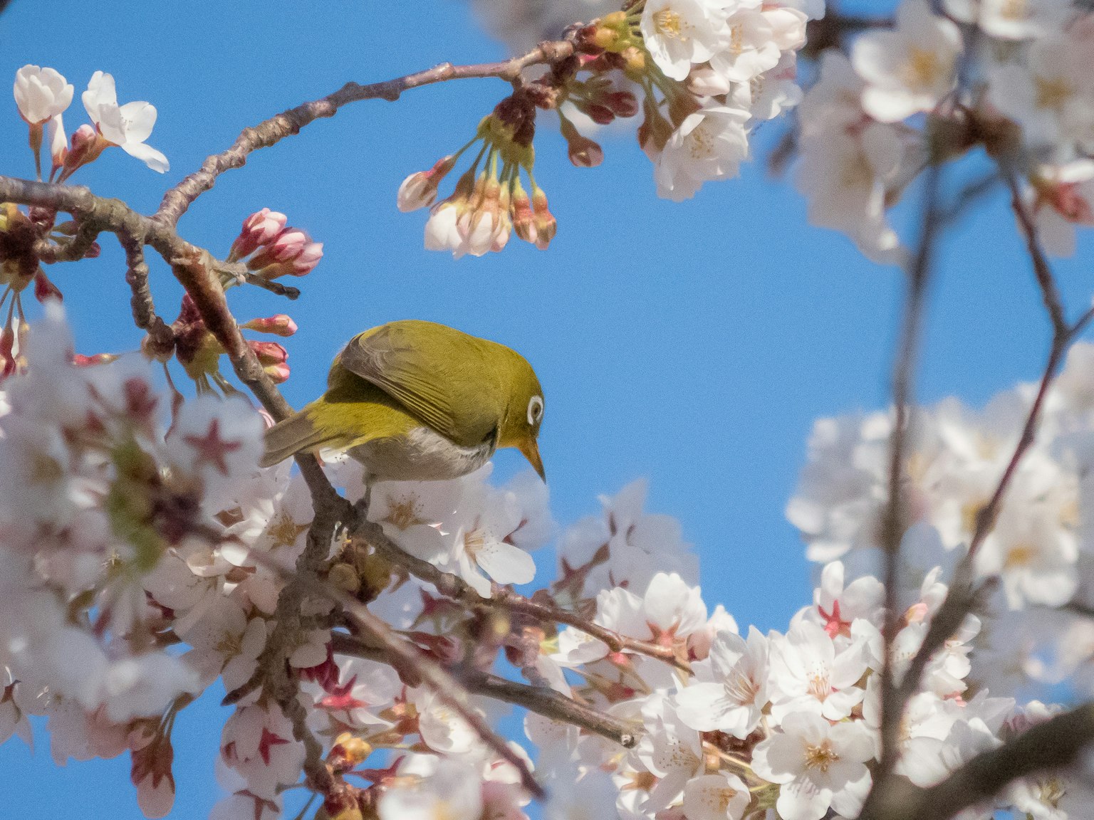Petit oiseau perché sur des cerisiers sous un ciel bleu