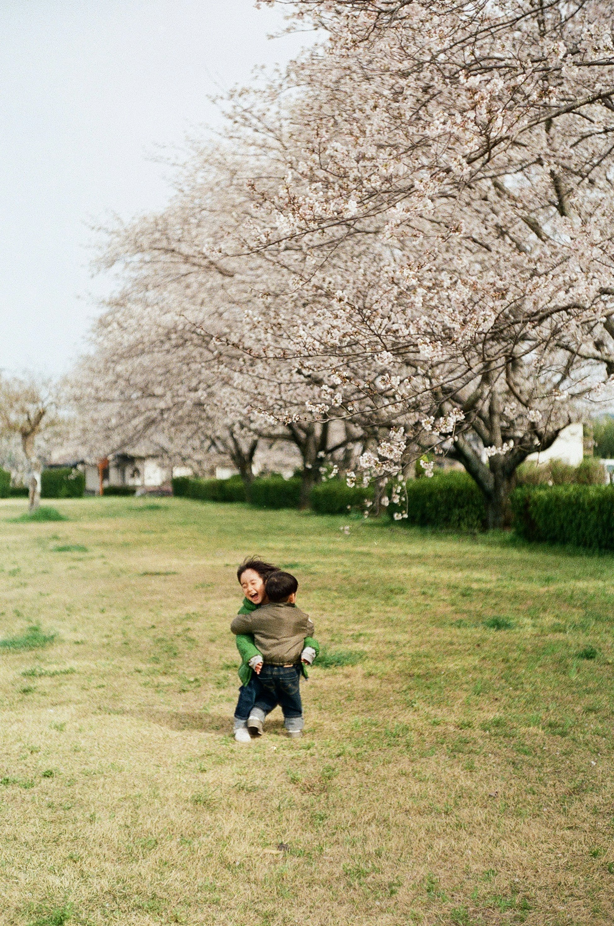 桜並木の芝生で子どもを抱く親子