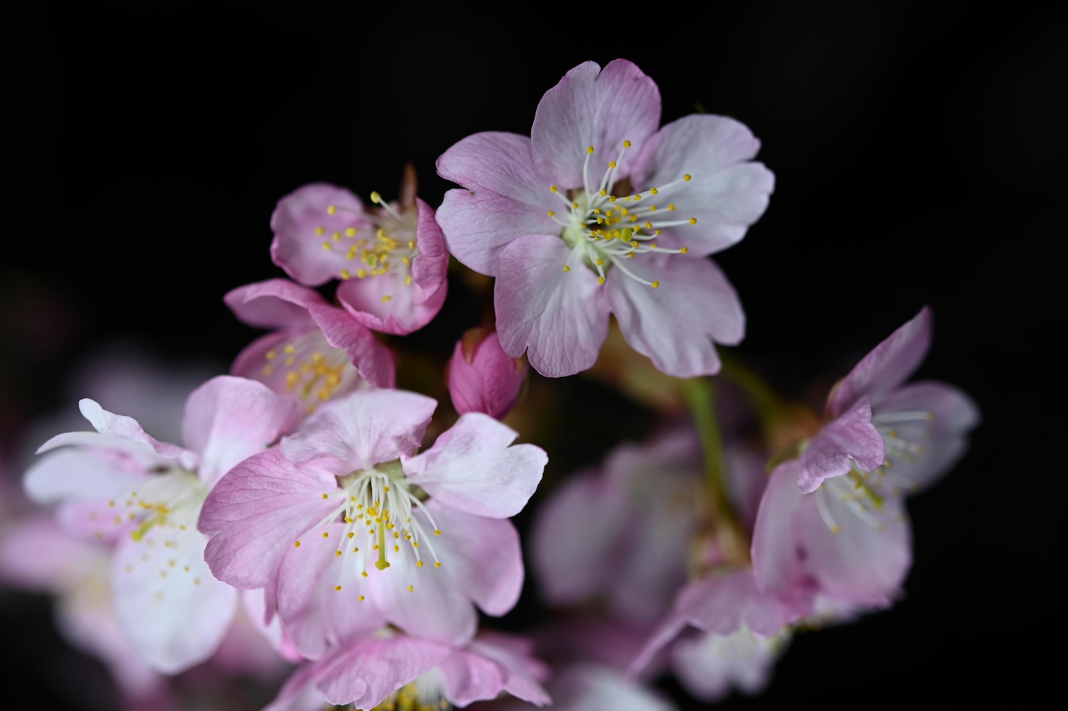 Mazzo di delicati fiori di ciliegio rosa su sfondo scuro