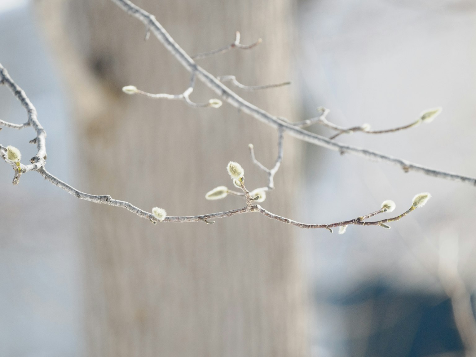 Thin branches with budding leaves indicating spring