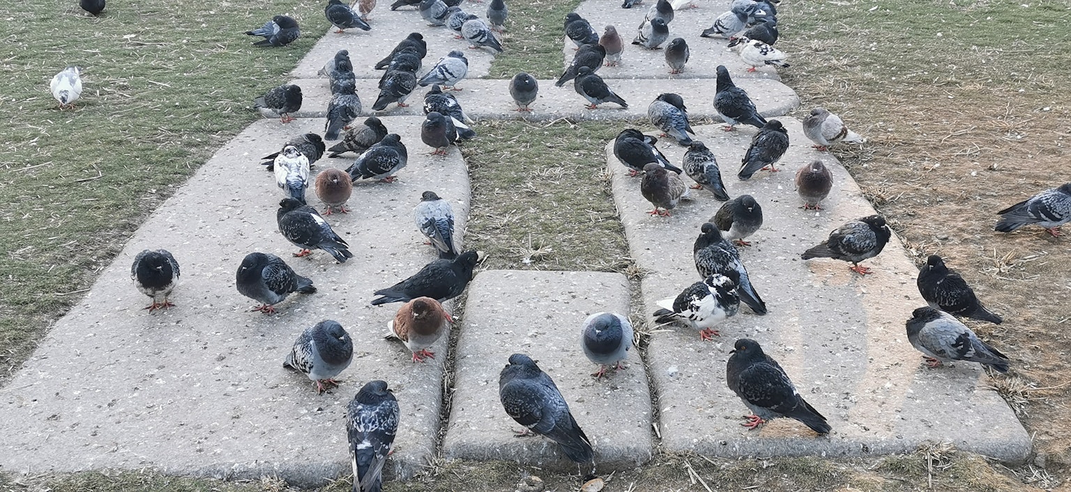 Viele Tauben versammelt auf einem Parkweg