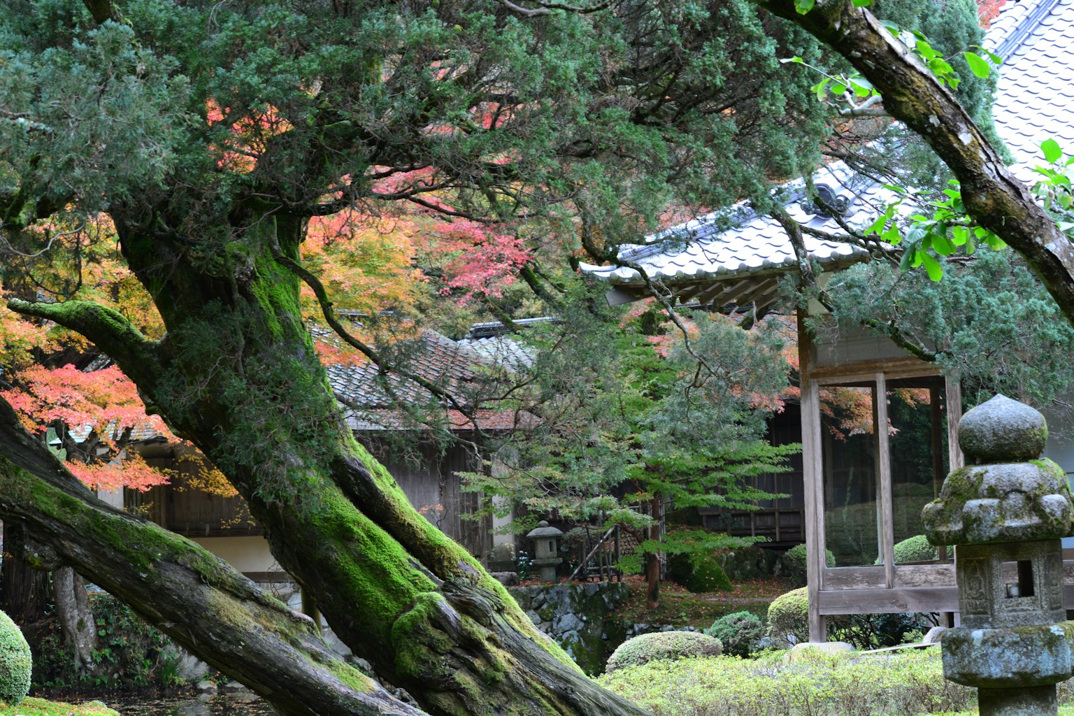 美麗的日本庭園景觀古老的樹木和覆蓋苔蘚的石燈籠背景中的多彩葉子