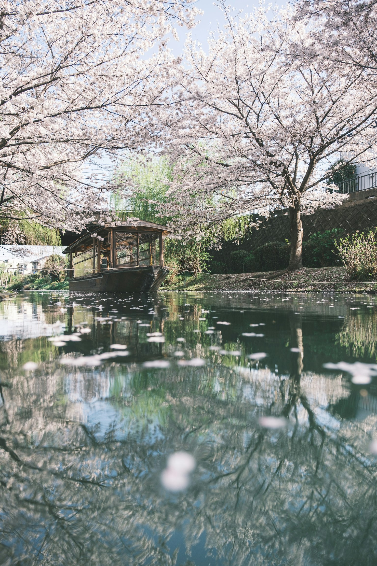Pemandangan indah pohon sakura yang memantul di air dengan gubuk kecil