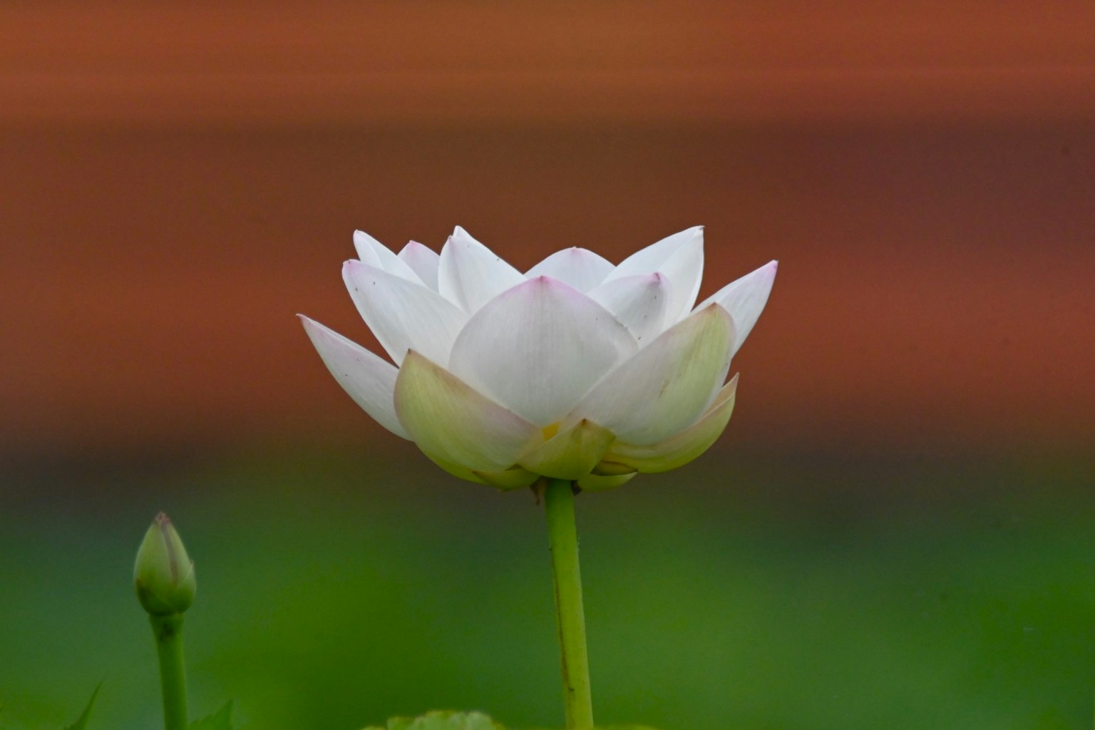 一朵白色的莲花在绿色叶子上盛开