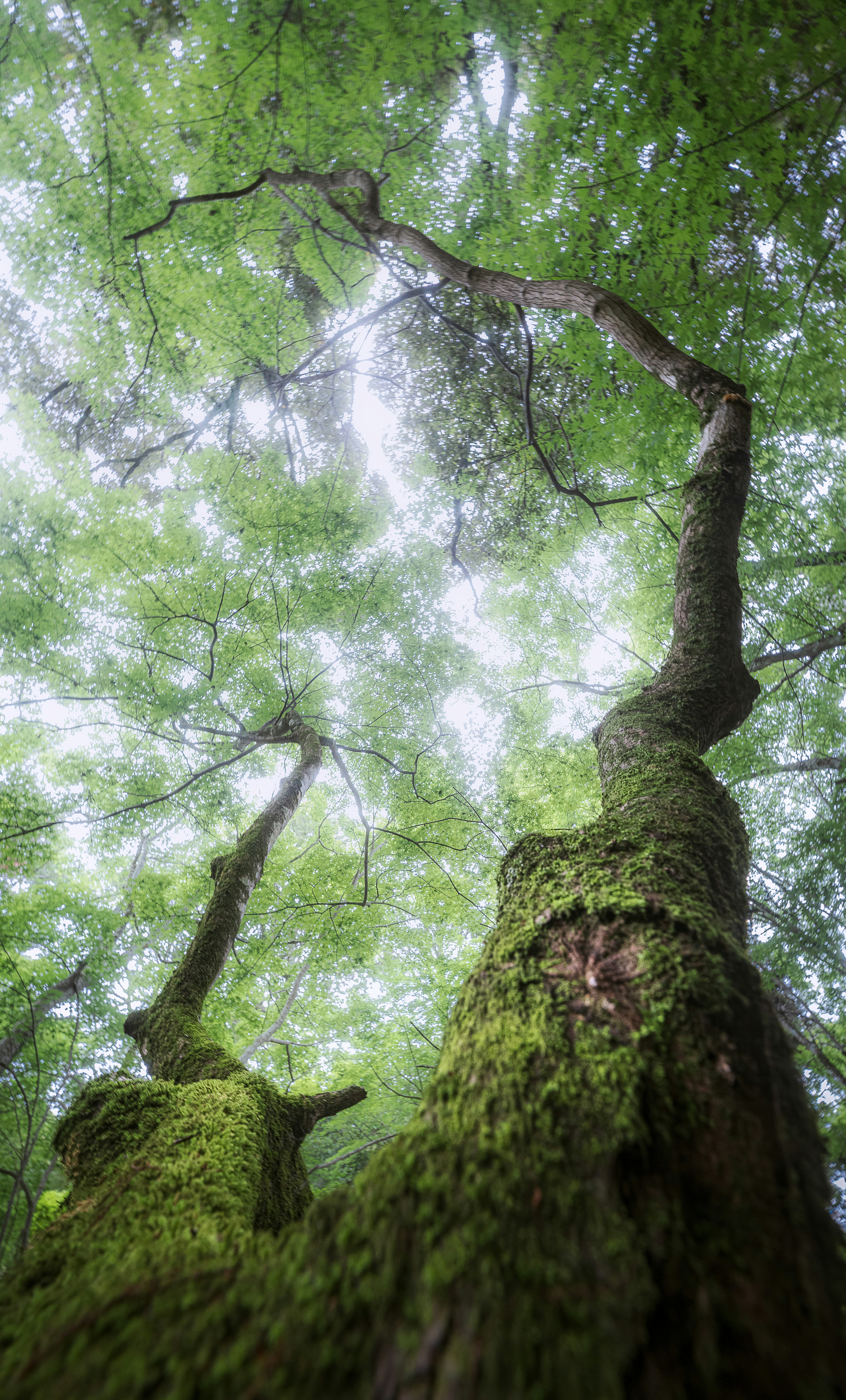 苔むした大木の幹と枝が空へ伸びる森の風景