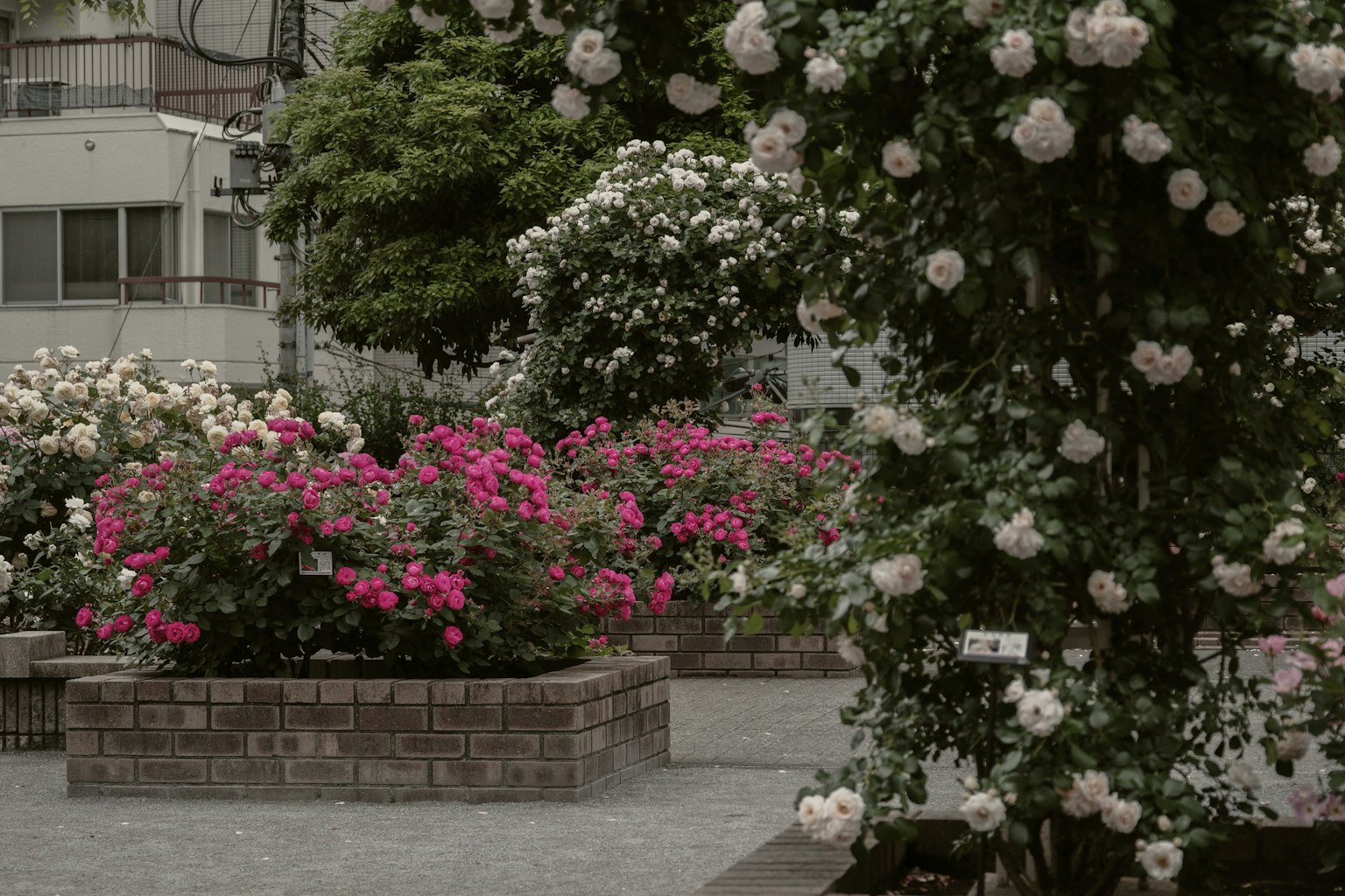 A park scene with blooming roses in various colors