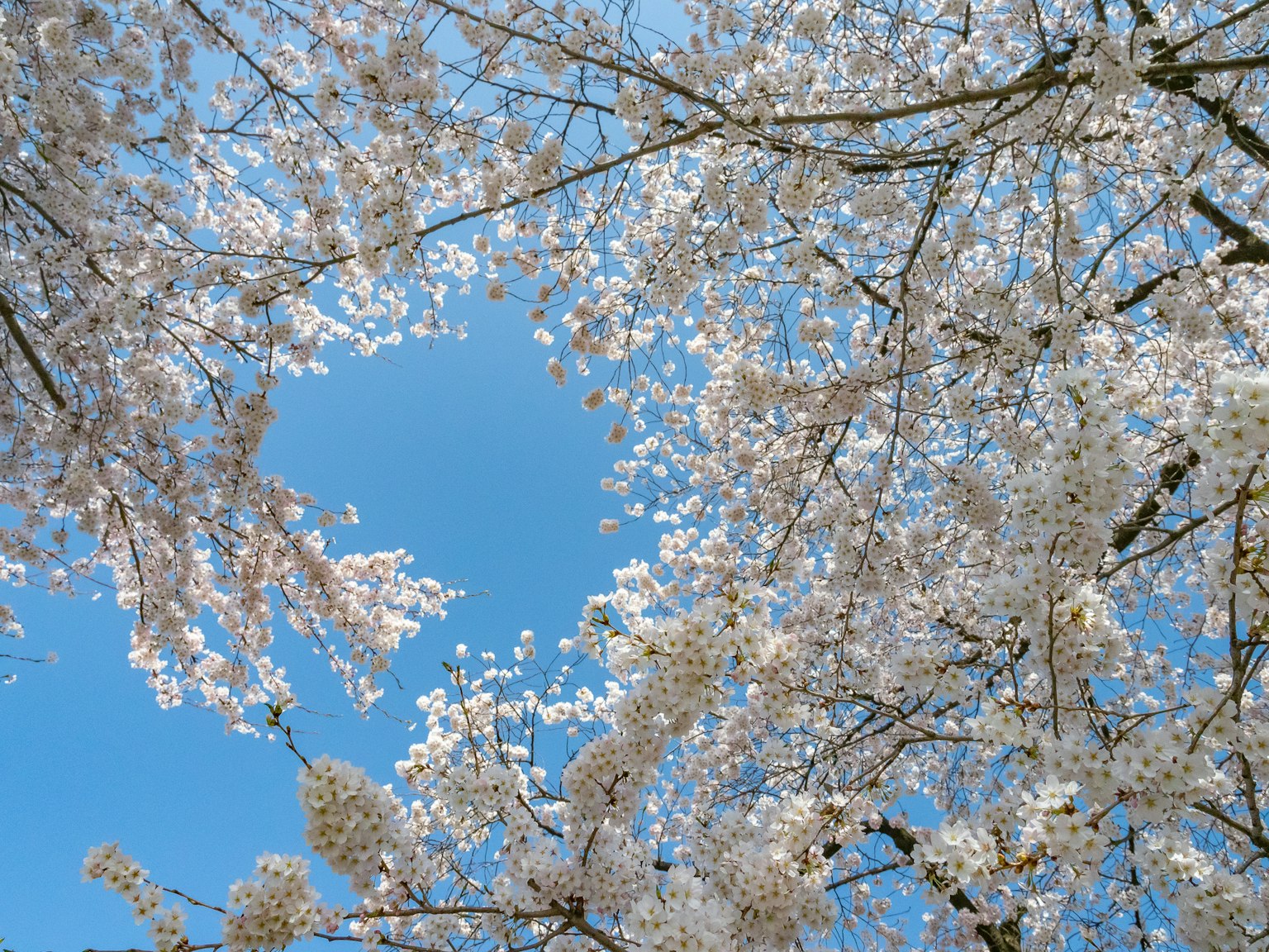 Branches de cerisier en fleurs sur un ciel bleu clair