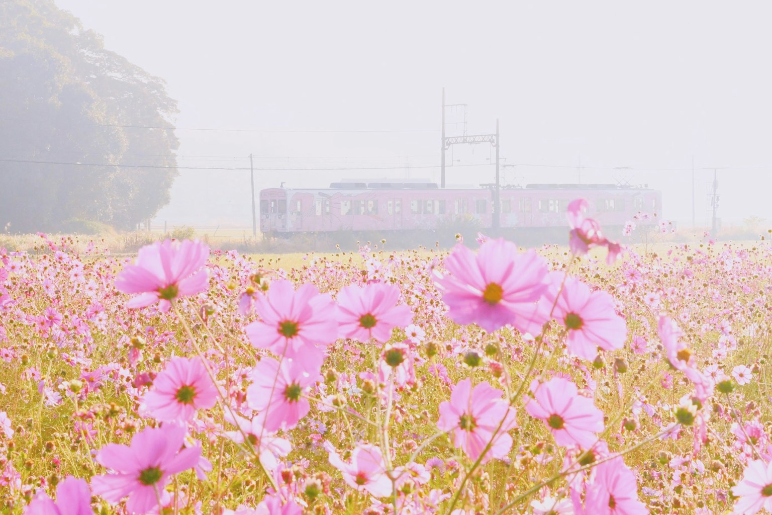 Rosa Blumen in einem nebligen Feld mit einem Zug im Hintergrund