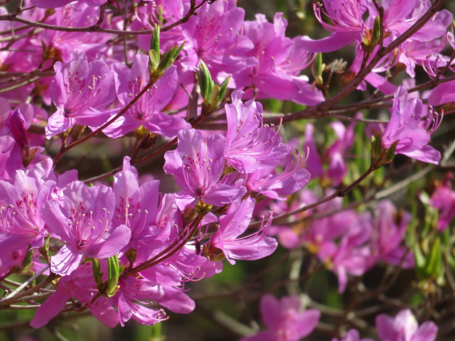 Fiori di azalea rosa vivaci in fiore