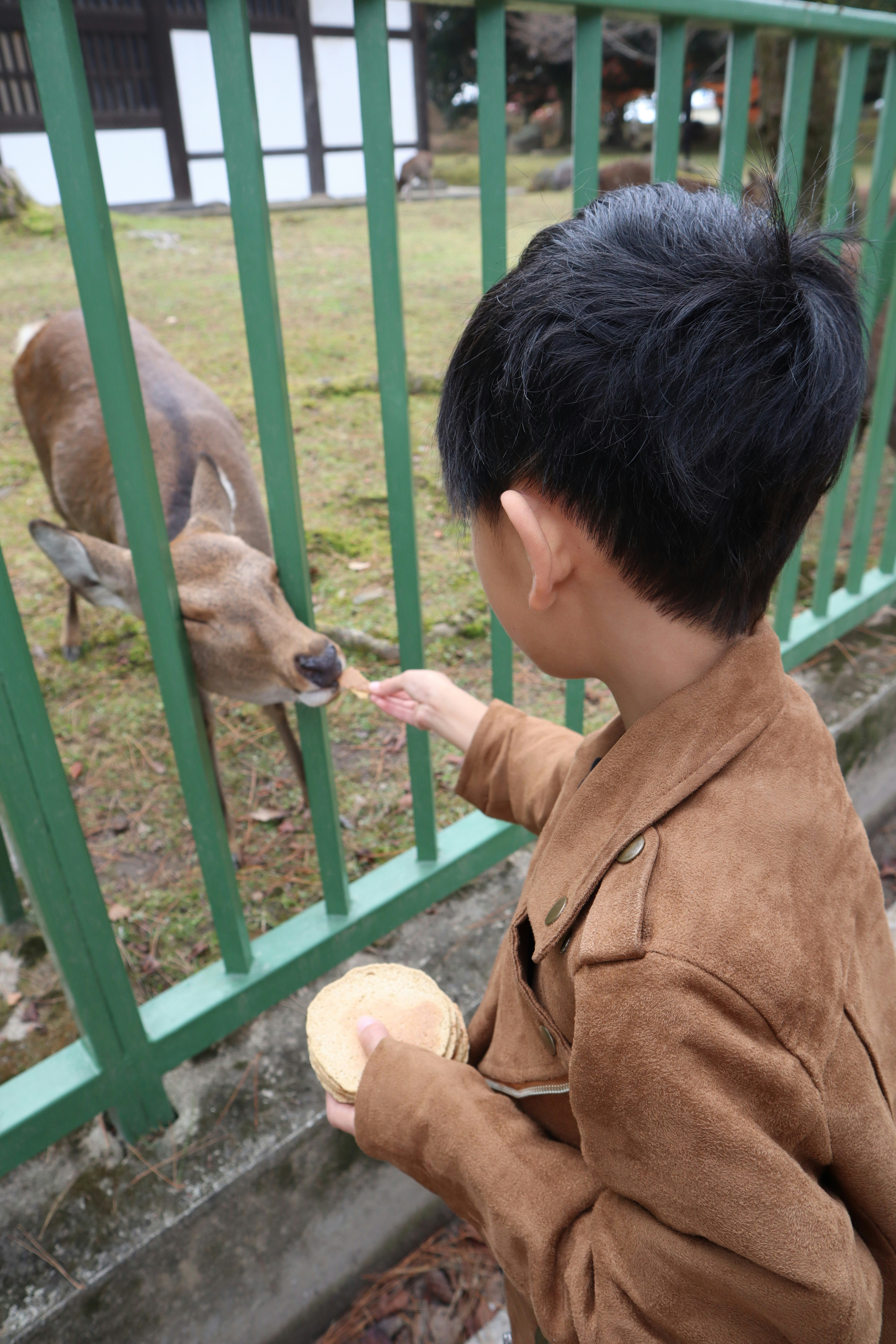 動物にエサをあげる子どもがいる屋外の動物小屋の前