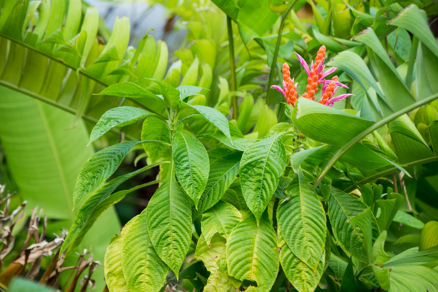 Primo piano di piante tropicali con foglie verdi lussureggianti e fiori rossi vivaci