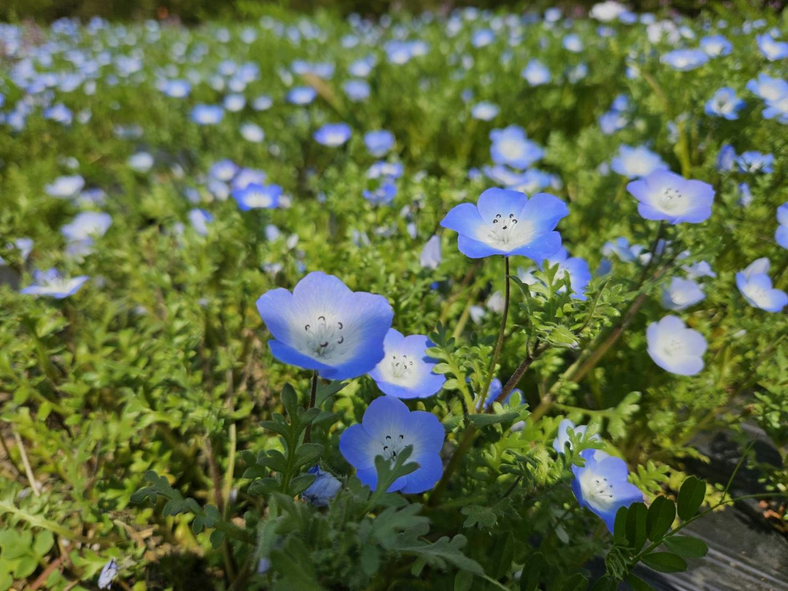 Field of blue flowers with green foliage
