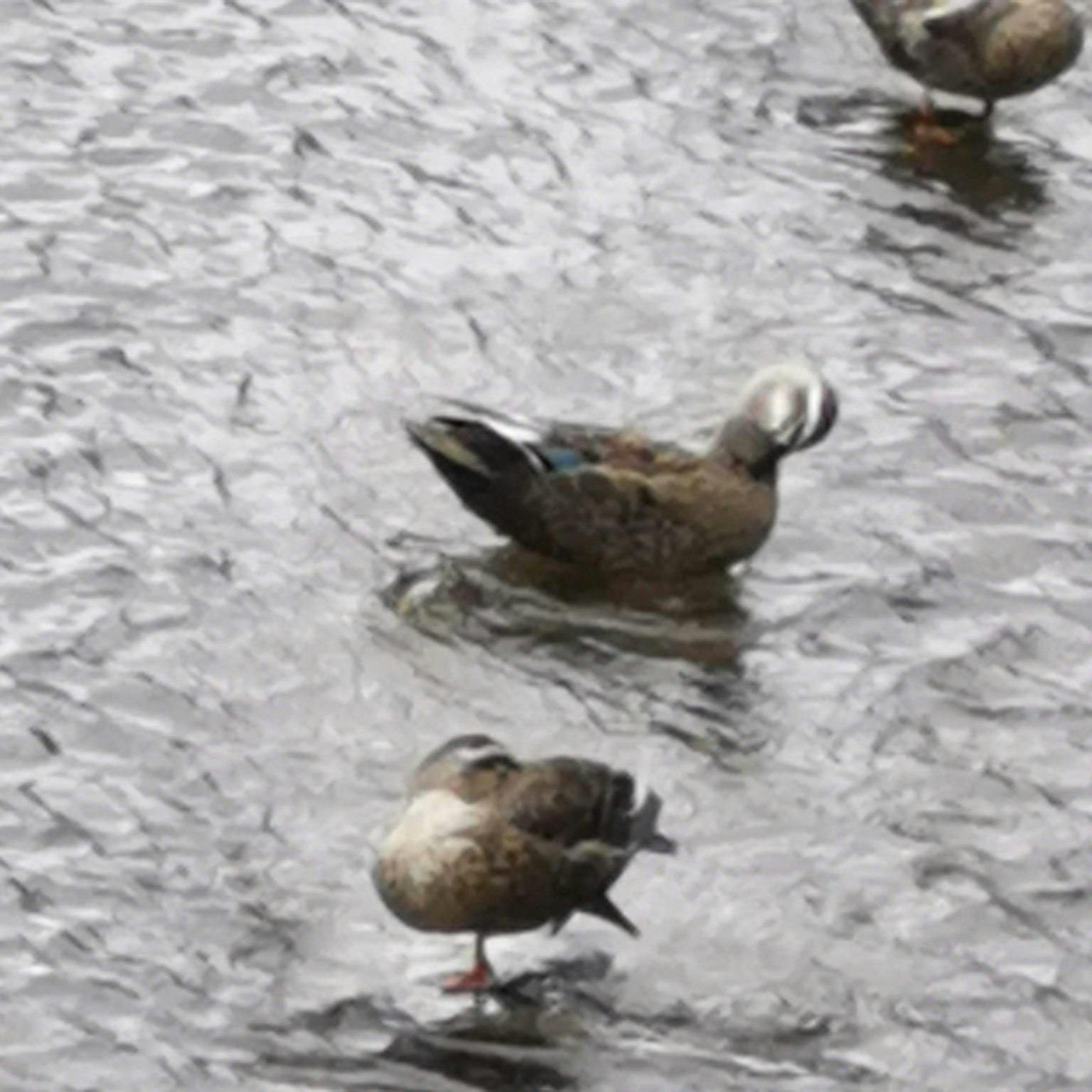 Sekelompok bebek bersantai di dalam air dengan riak lembut
