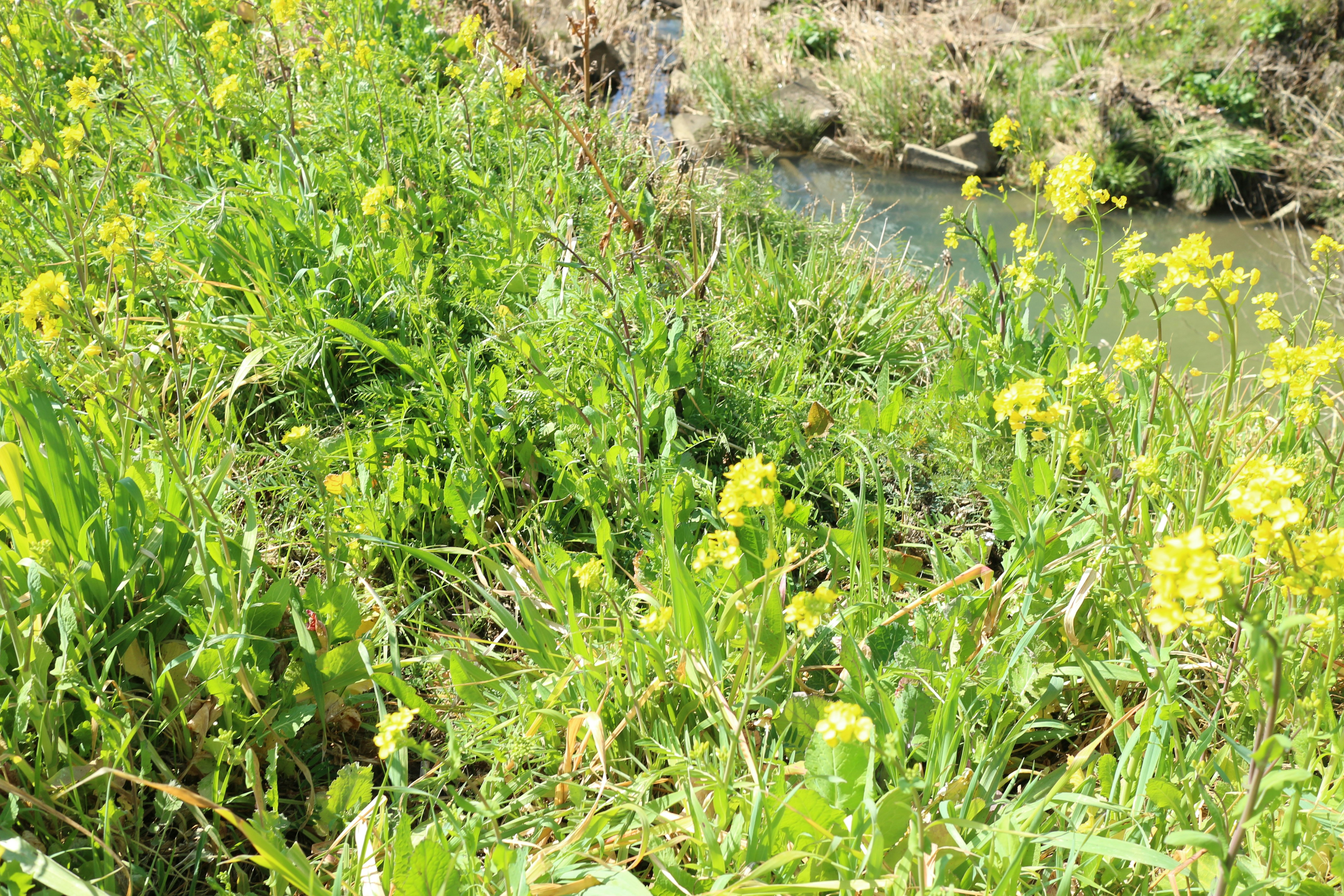 小川沿いに咲く黄色い花と緑の草むら