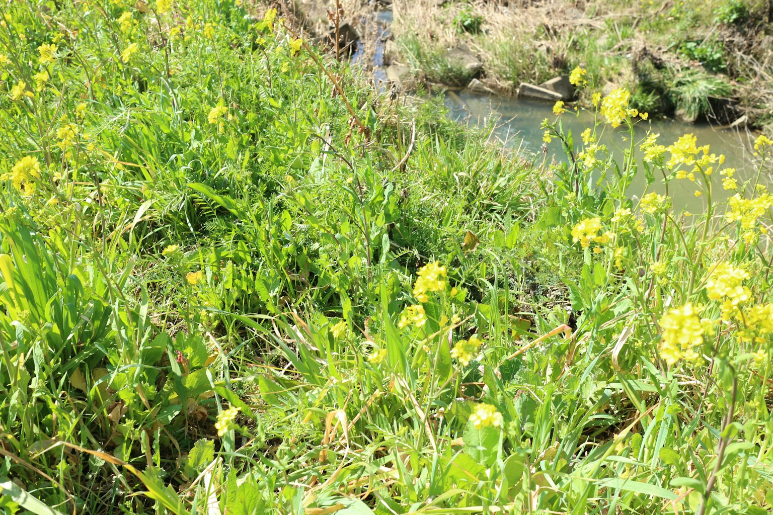 Flores amarillas y hierba verde cerca de un arroyo