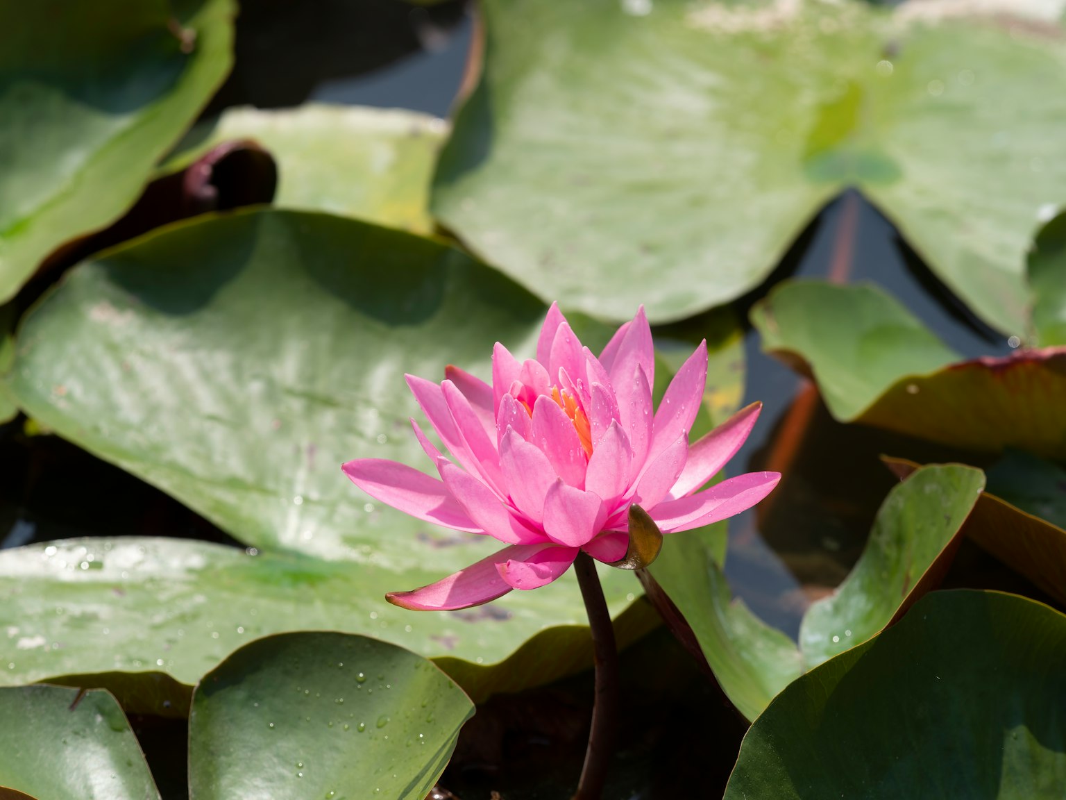 一朵美丽的粉色莲花漂浮在水面上