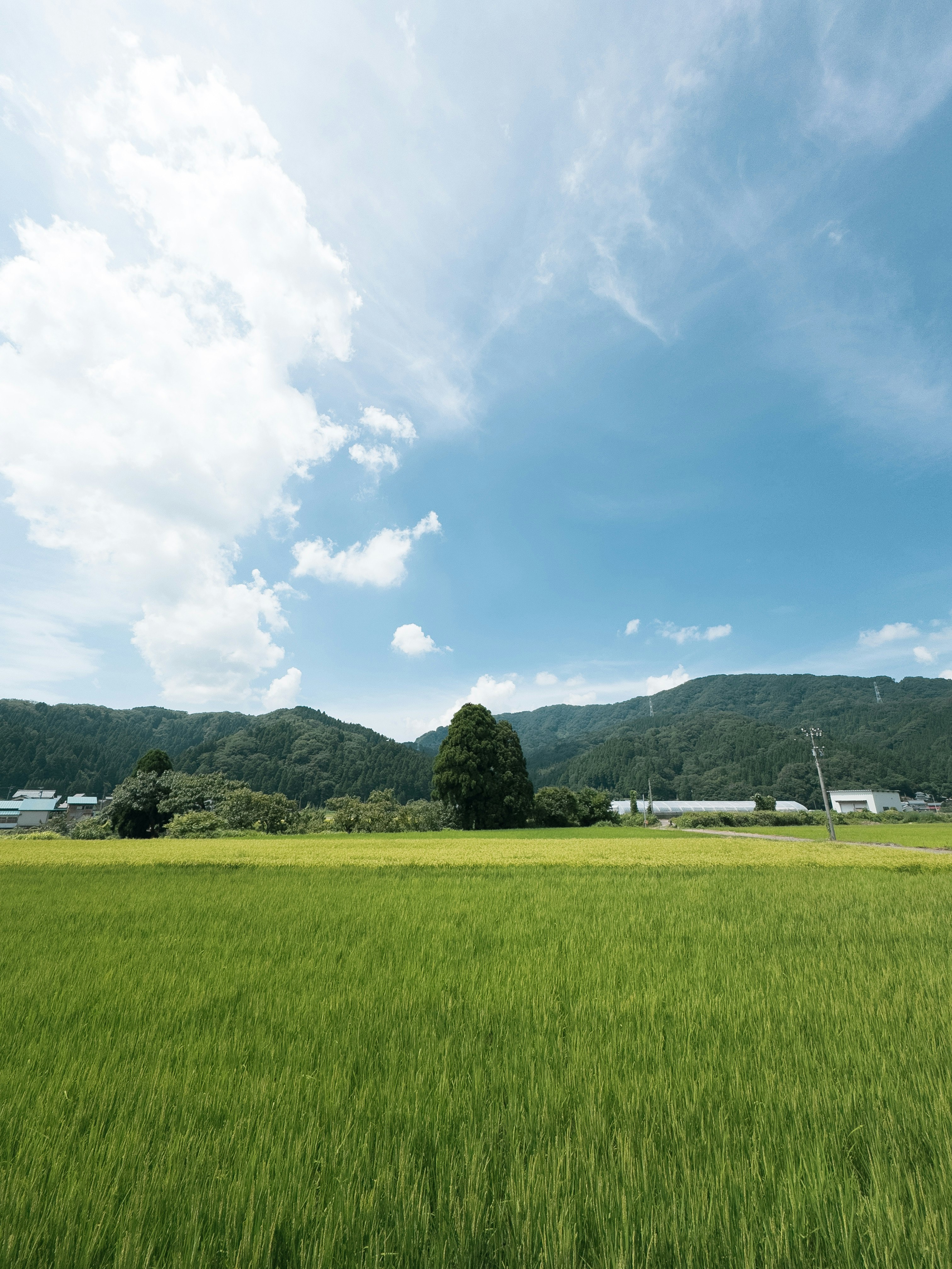绿色稻田与远处山脉的乡村风景