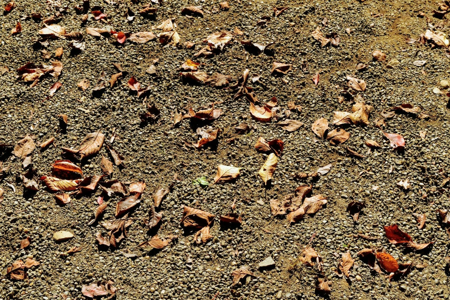 Foglie secche sparse su terreno secco
