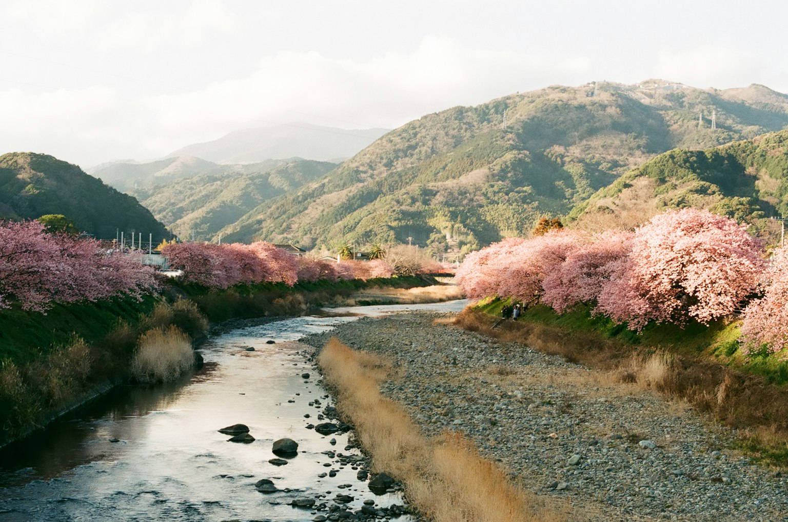 ทิวทัศน์ของต้นซากุระริมแม่น้ำและภูเขาในพื้นหลัง