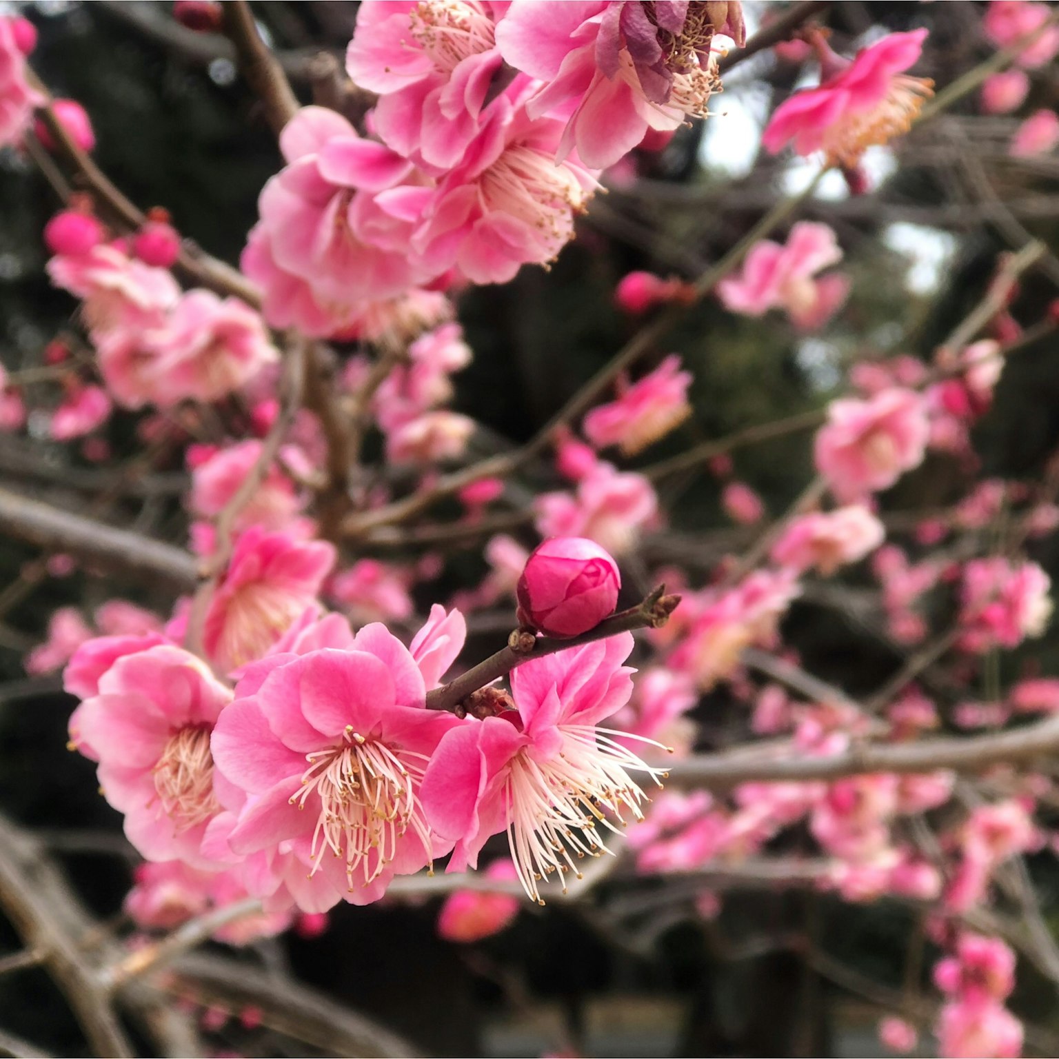 Nahaufnahme von schönen rosa Pflaumenblüten an Ästen