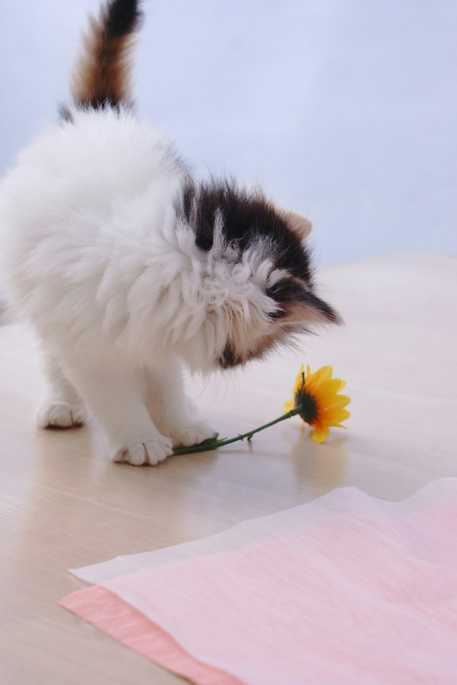 一只可爱的小猫在观察一朵向日葵