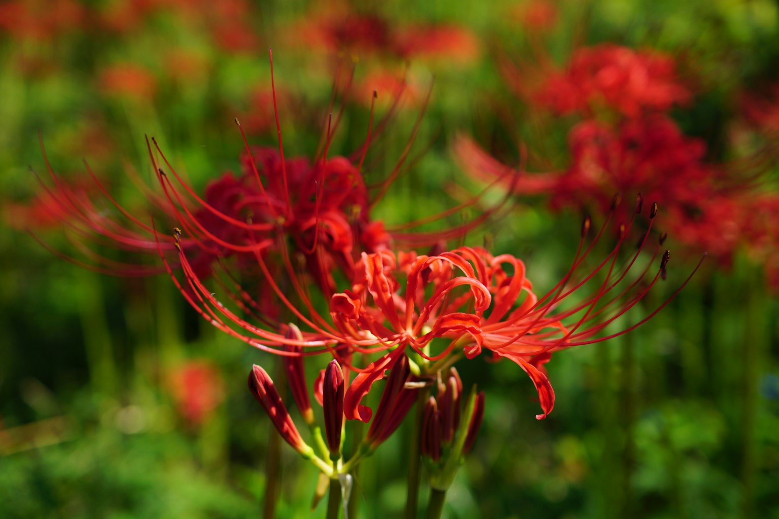 Un vibrante grupo de lirios araña rojos en flor