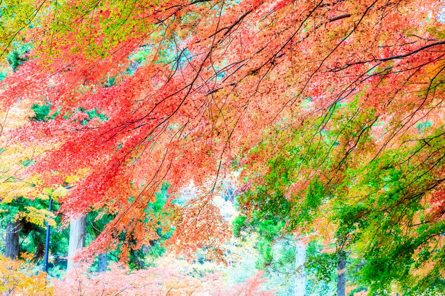 ใบไม้ฤดูใบไม้ร่วงที่มีสีสันสดใสในเฉดสีแดงและเขียว