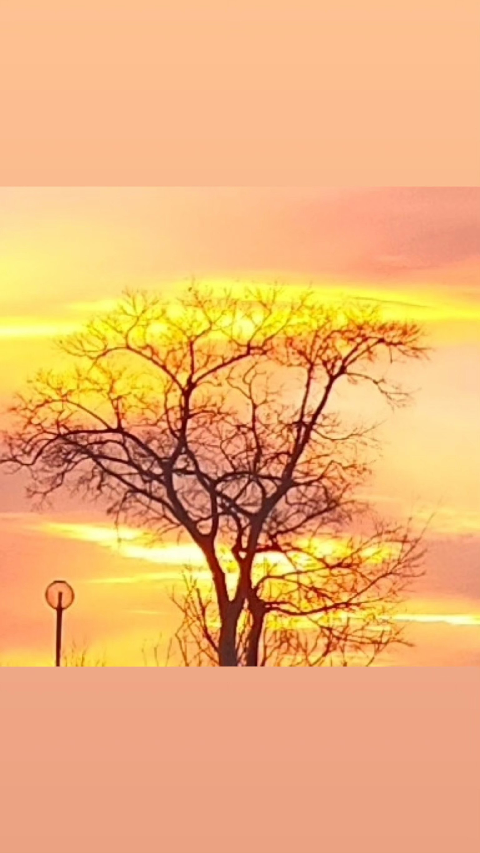 夕阳下的细长树木轮廓