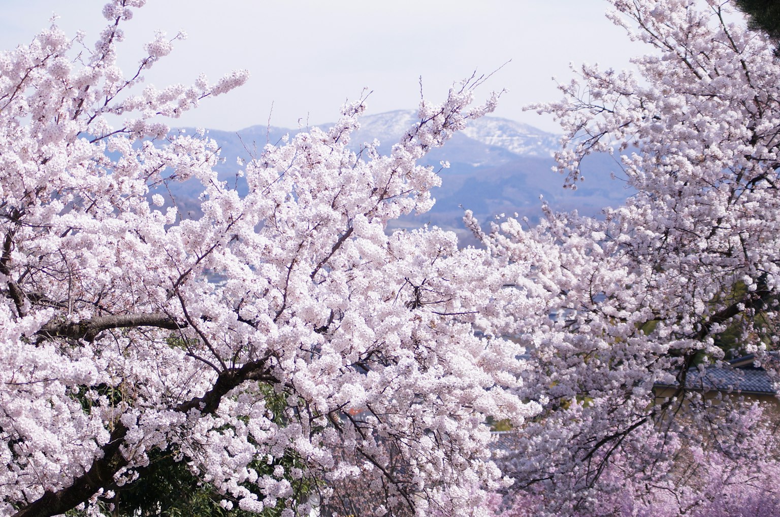 Pemandangan indah dengan bunga sakura mekar