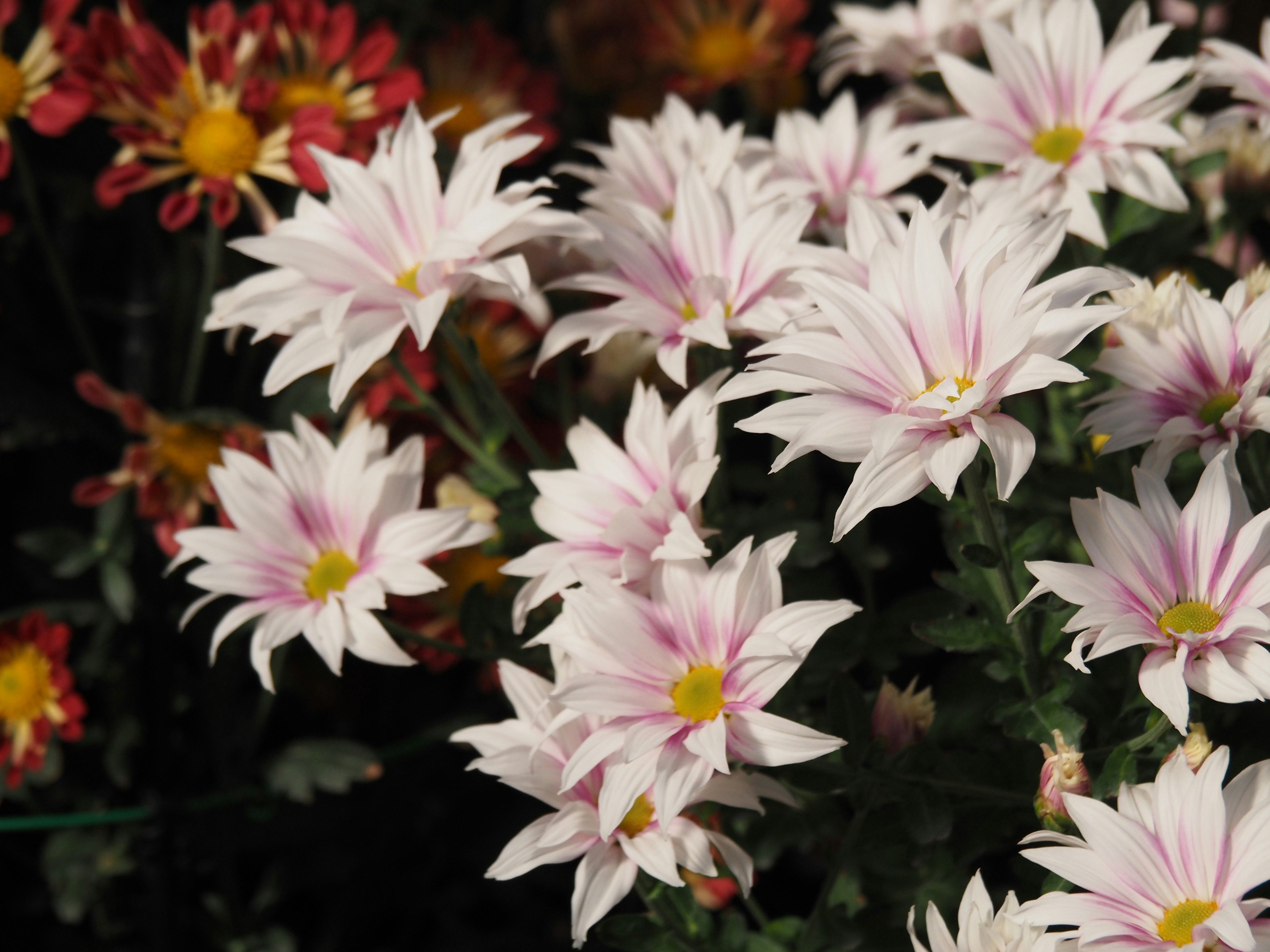 Chrysanthèmes roses regroupés dans un parterre de fleurs