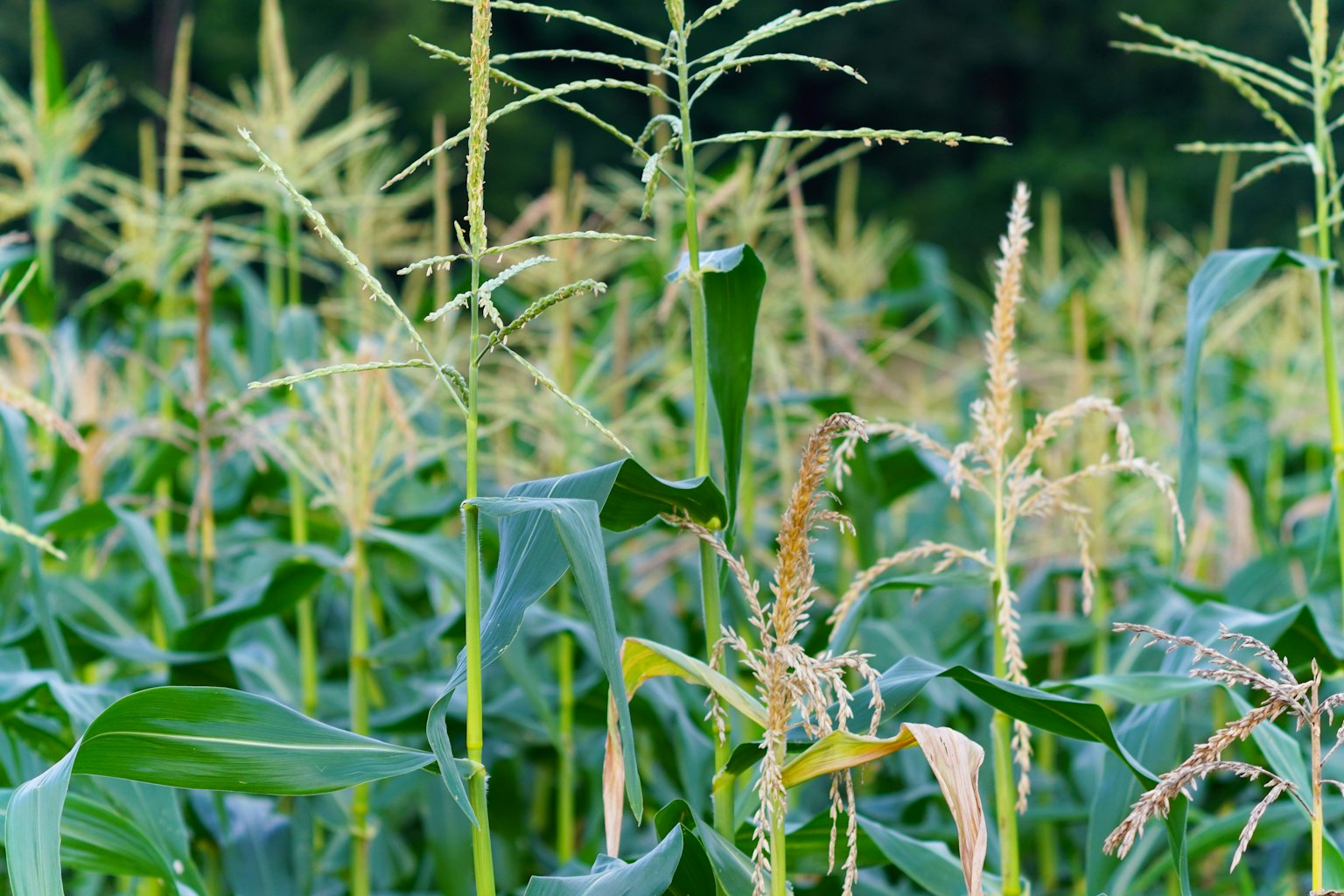 Close-up of a lush cornfield with distinctive tassels