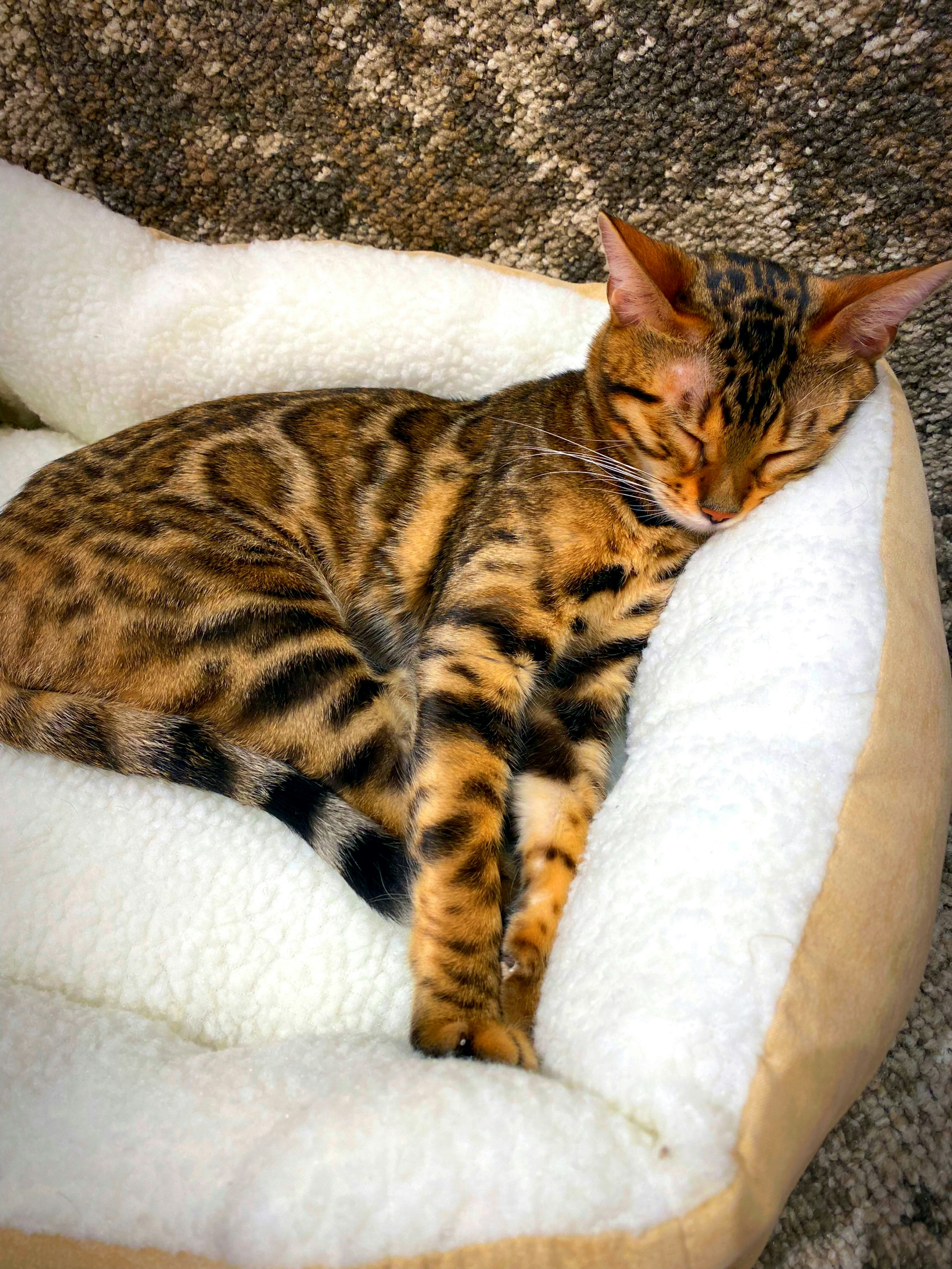 Kucing Bengal meringkuk di atas tempat tidur