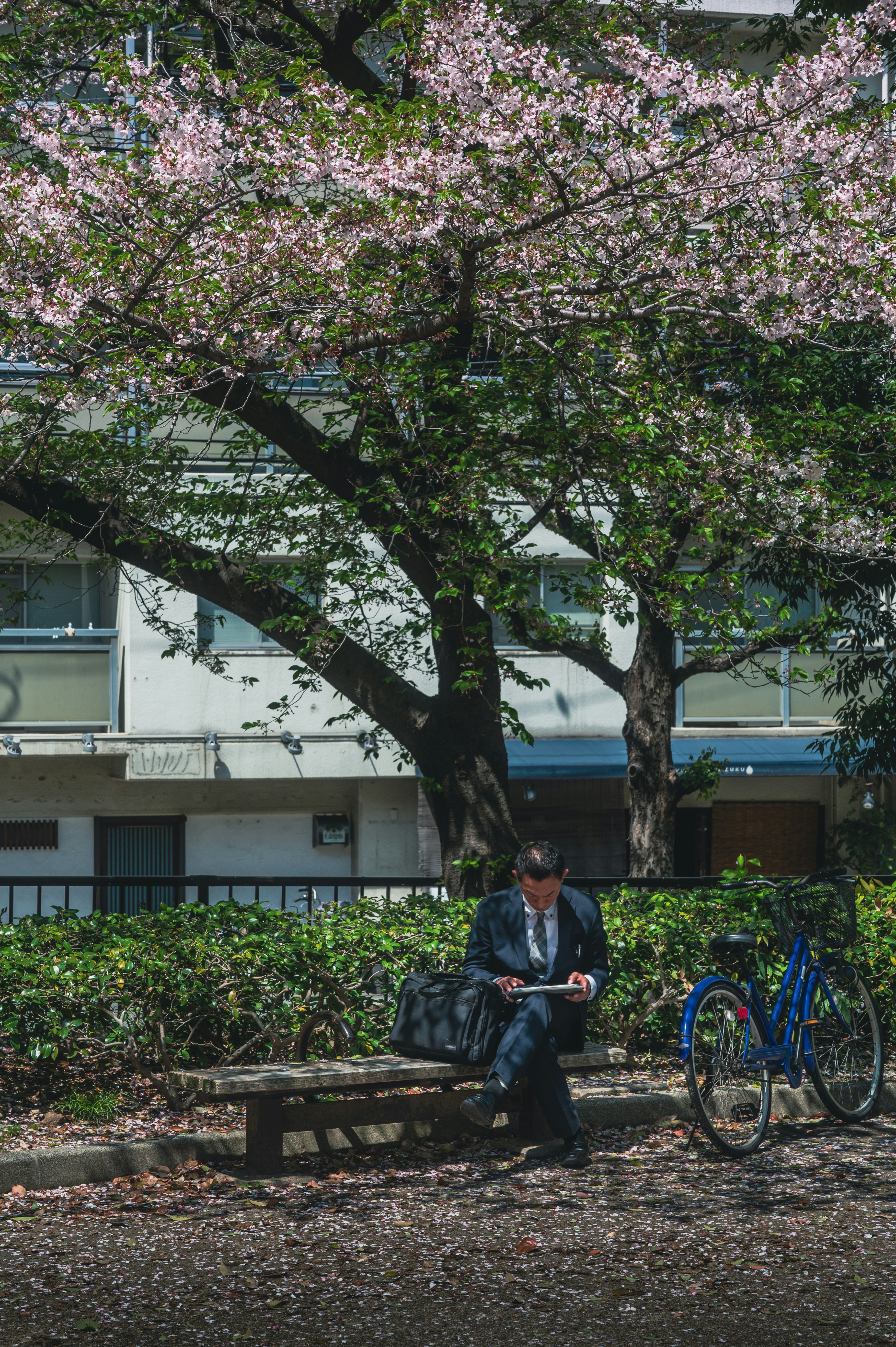 桜の木の下でベンチに座る人物と自転車のある中庭